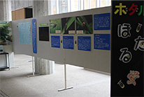 ホワイトボードにホタルについての資料が貼られている様子の写真