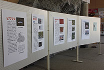 ホワイトボードに展示されたびわ湖の森の生き物研究会が制作したパネルの写真