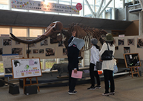 博物館内でマンモスの骨格標本を観覧する複数人の女性の写真