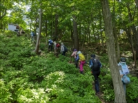 緑の生い茂った林の中を一列になって登る十数人の大人たちの写真