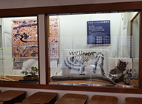 ショーケースの中に並べられたアケボノゾウの化石の写真