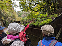 緑に囲まれた霊仙山のふもとで自然観察を楽しむ参加者たちの後ろ姿の写真