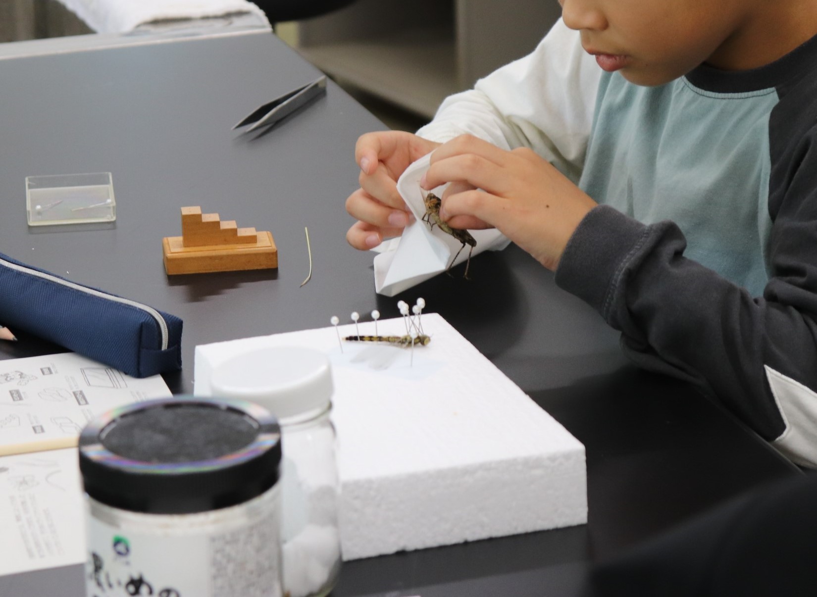 黒色の机の上で昆虫標本をつくる児童の手元を写した写真