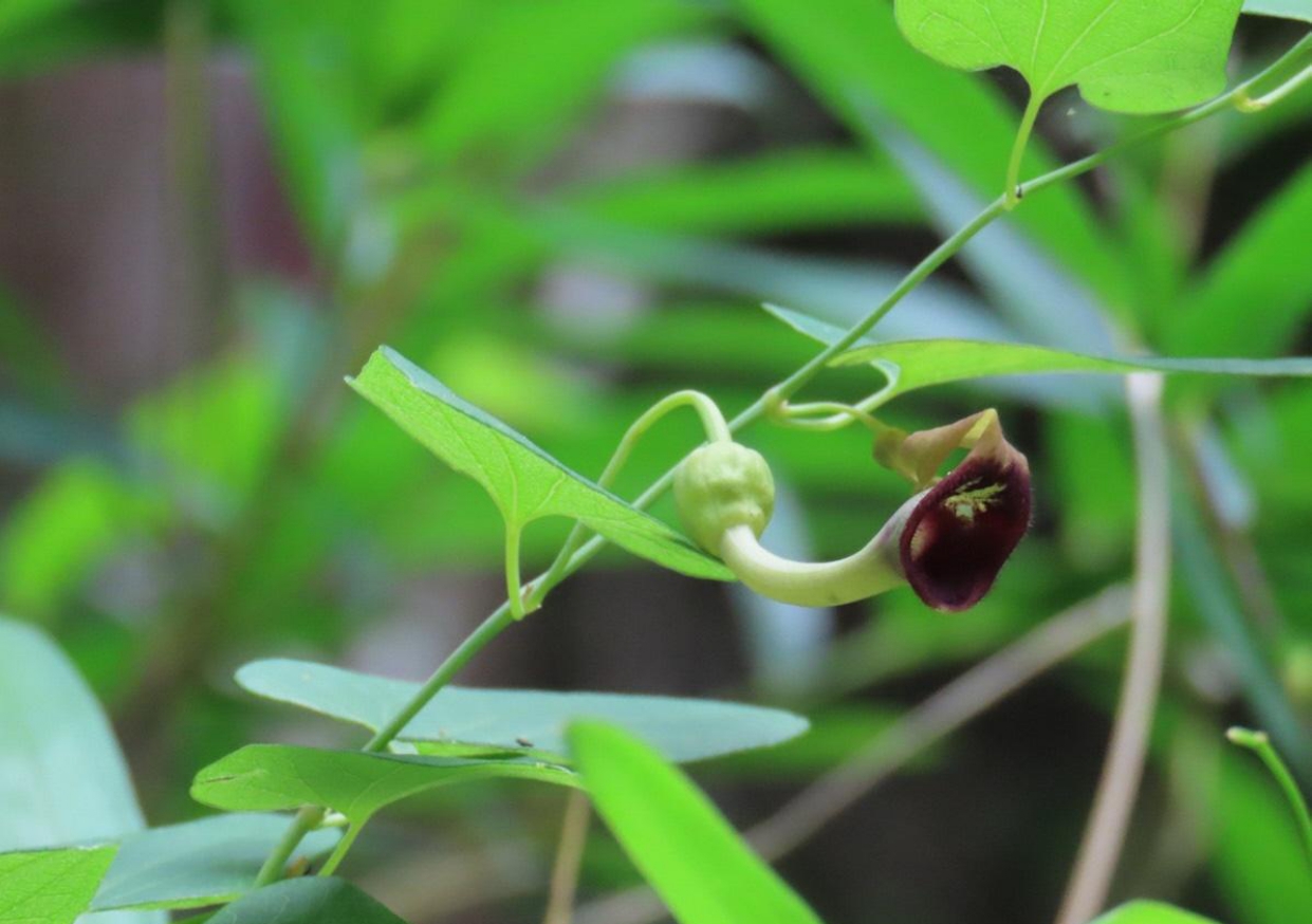 �E�}�m�X�Y�N�T�C���[�W