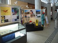 ガラス張りのショーケースやホワイトボードが設置され様々な調査成果物が並んでいる展示風景の写真