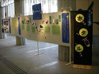 室内にホタルについての資料が貼られたホワイトボードが設置されている様子の写真