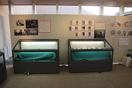 展示会場で展示ケースと解説パネルが並ぶ展示の写真