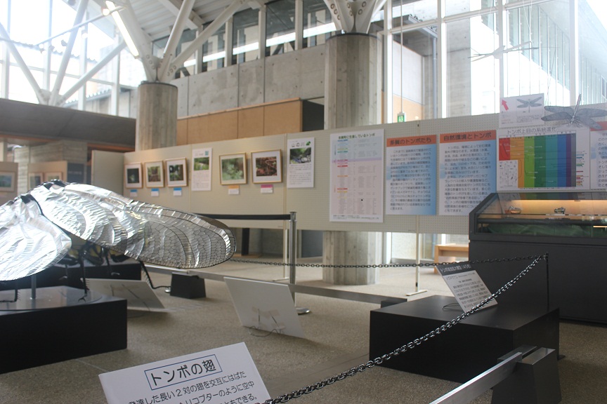 展示会場でトンボの模型と解説パネルが並ぶ展示の写真