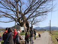 農道沿いの大きな木の前で参加者たちが説明を聞きながら見学している写真