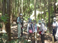 山道で帽子をかぶった参加者たちが列になって自然観察をしている写真