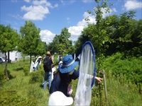 草地で帽子をかぶった児童が虫取り網を使って昆虫採集をしている写真