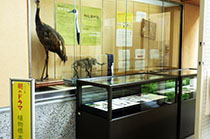 展示室内で鳥の標本と関連資料がガラスケースに展示されている写真
