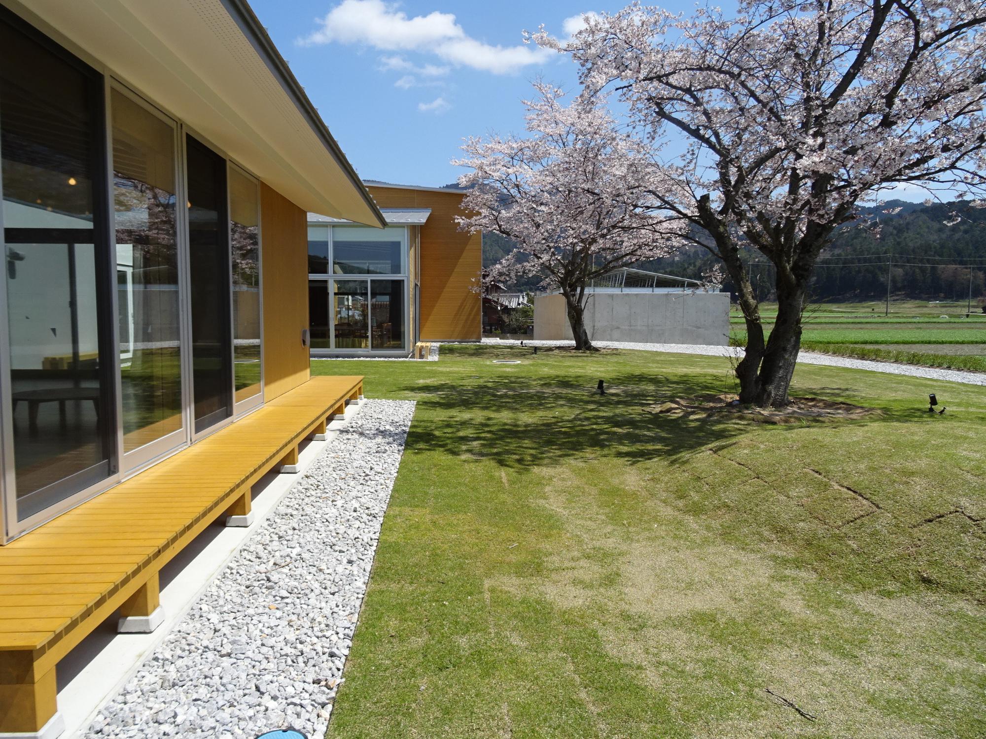 建物の縁側と芝生の庭に咲く桜を斜めから写した写真