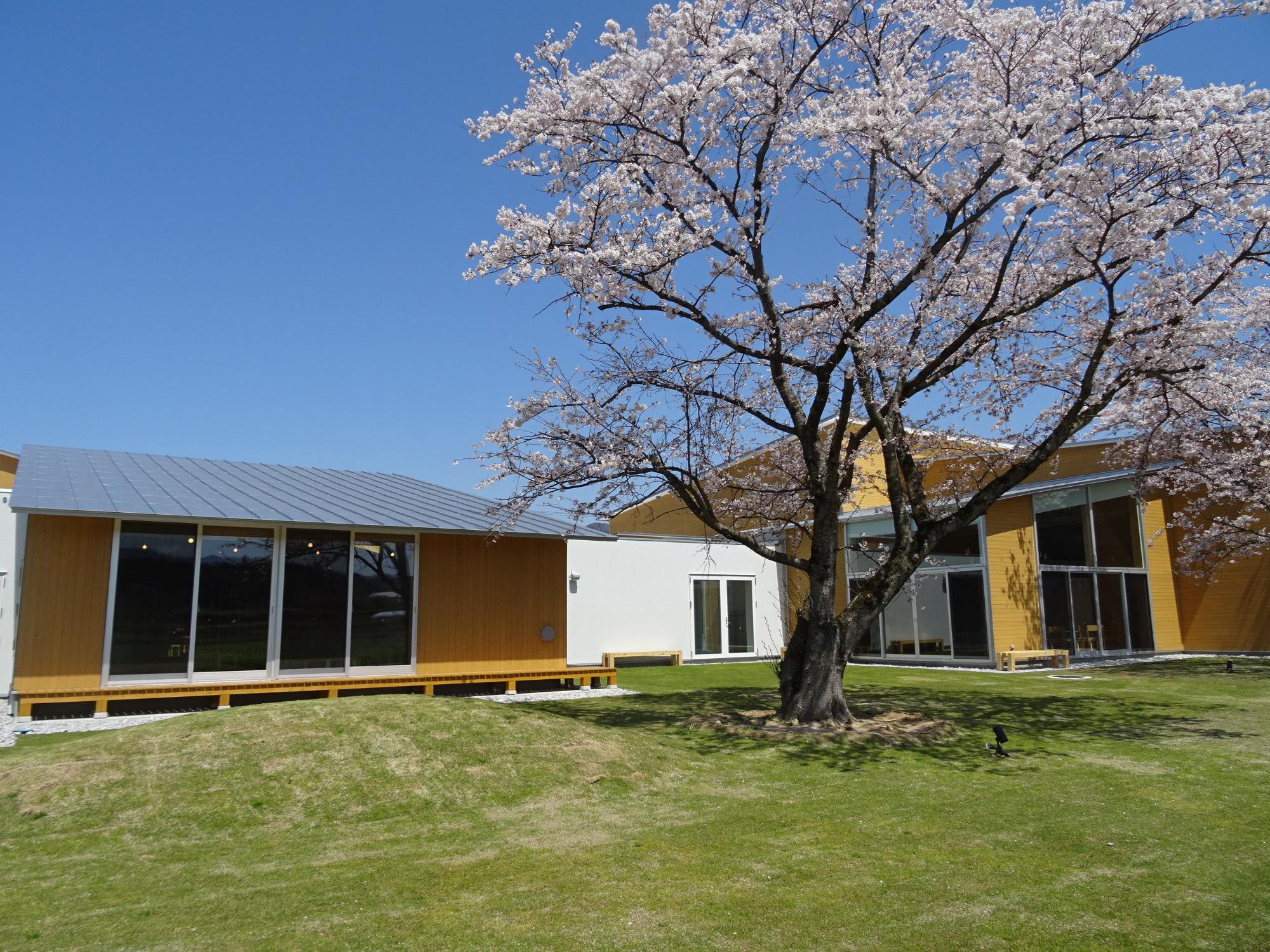 桜が咲く庭と木造の建物の外観を正面から全体を写した写真