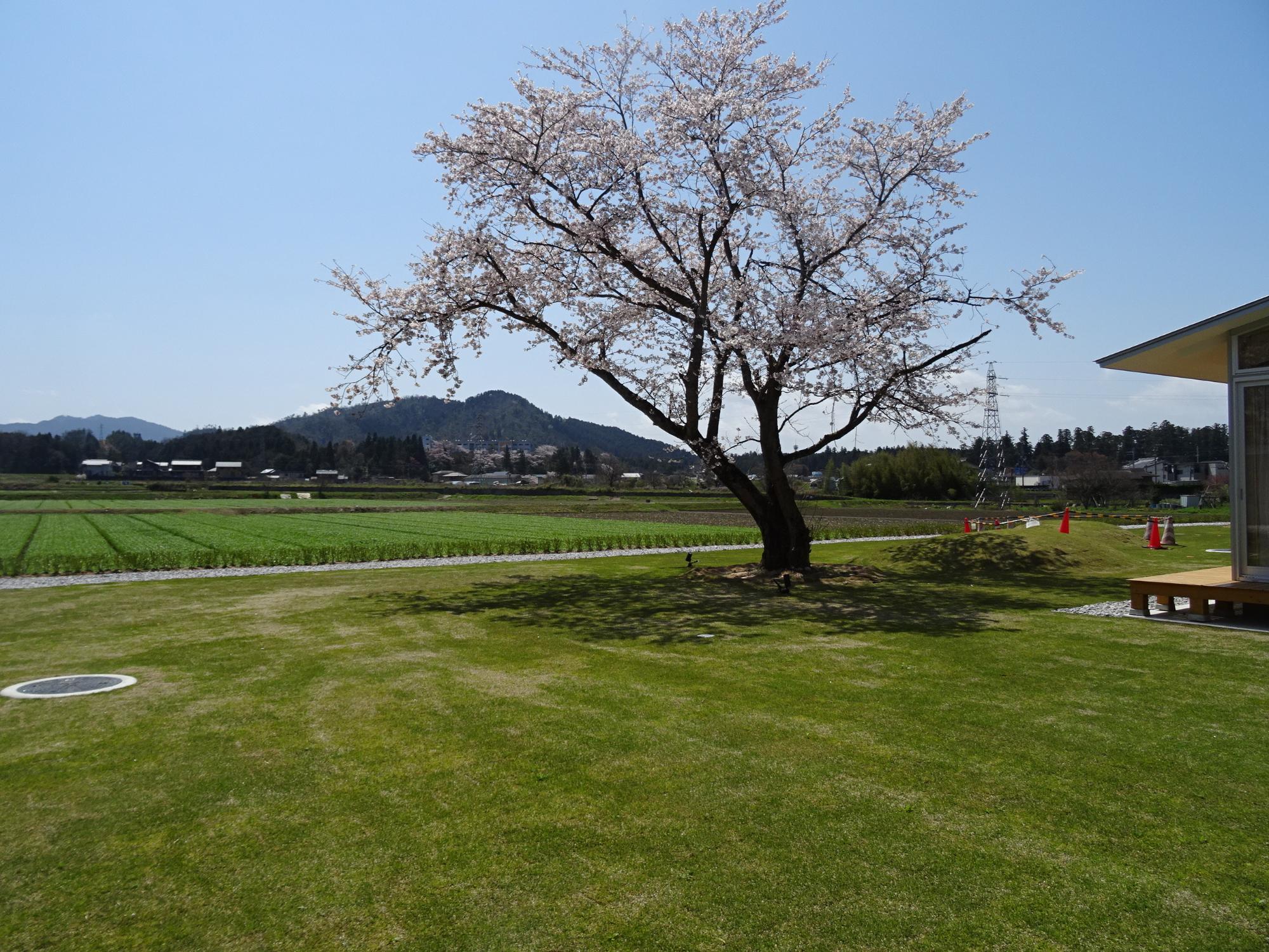 青空の下で芝生の中に咲く一本の桜と田園風景を全体を写した写真