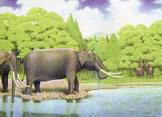 アケボノゾウが森の中の池で水を飲んでいる様子を描いたカラーイラスト