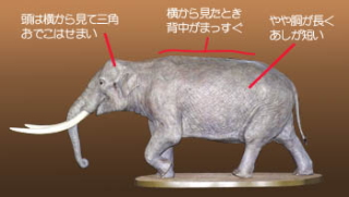 アケボノゾウの体の特徴の説明したカラーイラスト