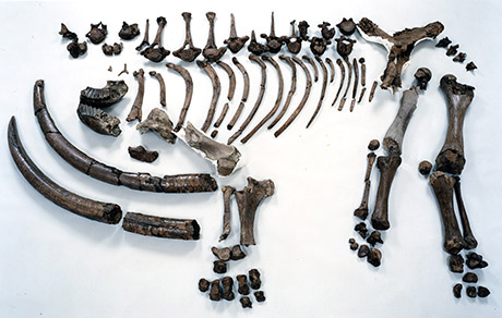白い背景の上に並べたゾウの化石骨格標本の写真