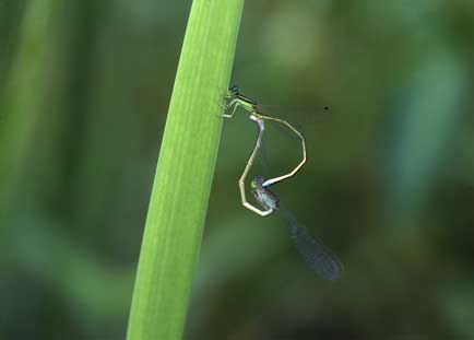 草の茎にとまったイトトンボを横から写した写真