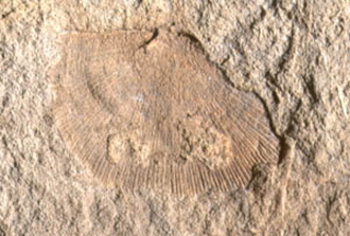 貝のような形をしている腕足動物の化石の写真