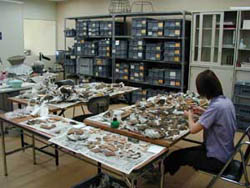 文化財センターで資料整理や研究作業を行っている様子の写真