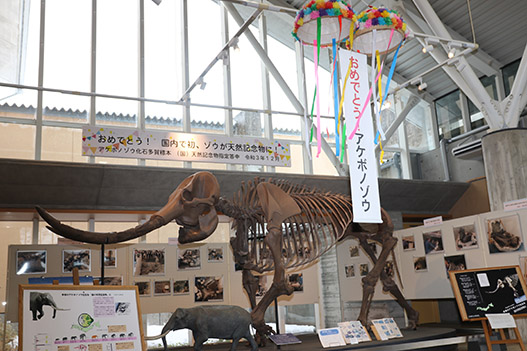 室内に展示された大きなアケボノゾウの骨格標本と天井にくす玉が飾られている様子の写真