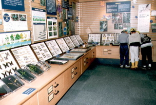 蝶やさまざまな大きさの虫の標本が展示されている部屋の写真