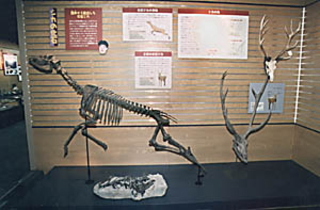 シカの全身の骨格標本と2つの頭部の骨格標本が展示されている様子の写真