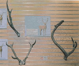 鹿の角の部分が壁に掛けて展示されている様子の写真