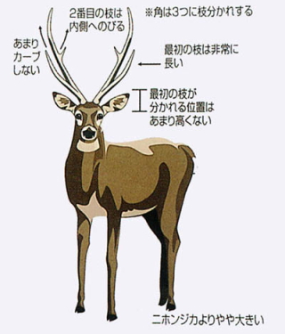 多賀の化石ジカの特徴を説明したカラーイラスト