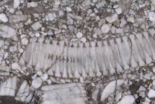 ウミユリ類の化石の断面図を写した写真