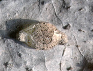 凹凸のある殻が特徴的なフズリナ類の化石の写真