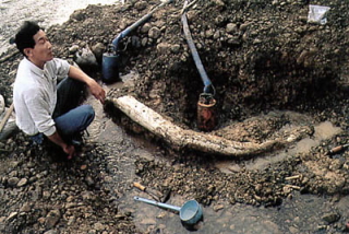 川岸でナウマンゾウの切歯化石を掘り起こしている一人の男性の写真