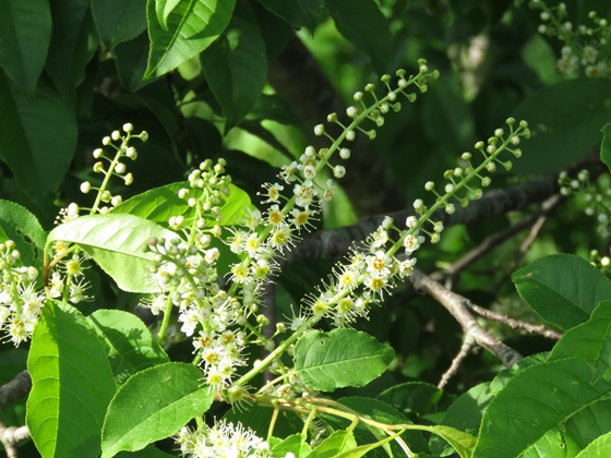 細い茎に小さな花やつぼみが生えている植物の写真