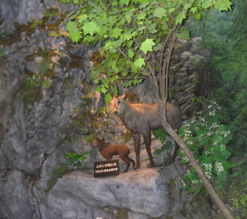 ニホンカモシカの親子のはく製が展示されている様子の写真