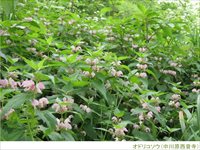 森の中で白い花を咲かせて群生している野草の写真