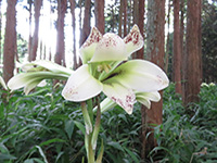 背の高い木々の中に咲いている白い大きな花びらを持つ花の写真