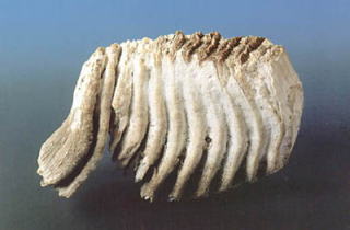 ギザギザとした表面が特徴的なナウマンゾウの奥歯の化石の写真