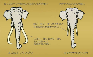 ナウマンゾウの頭部からオスとメスの違いを説明したカラーイラスト
