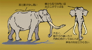 ナウマンゾウの身体的特徴の説明したカラーイラスト
