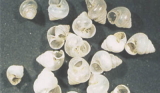 白色の巻貝が無数に散らばっている様子の写真