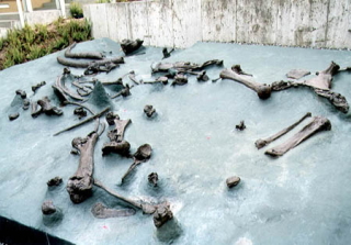 アケボノゾウの化石標本が地面に展示されている様子の写真