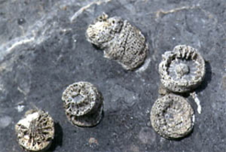 丸く平たい形の四放サンゴ類の一部分の化石の写真