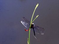 水辺の上で植物にとまっているシオカラトンボを写した写真