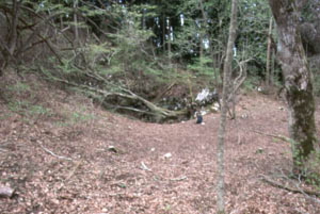 林の中の木が生えていない箇所を部分的に写した写真