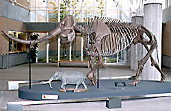 博物館の展示室にある、巨大なゾウの仲間の全身骨格標本と、その足元に並べられた小型の模型の写真