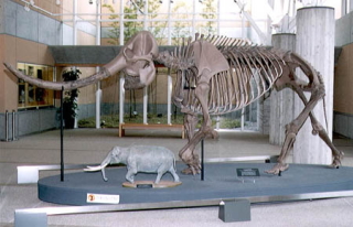 アケボノゾウ復元骨格標本の全体を写した写真