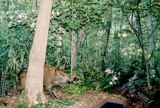 イノシシのはく製と山の中を再現した展示の写真