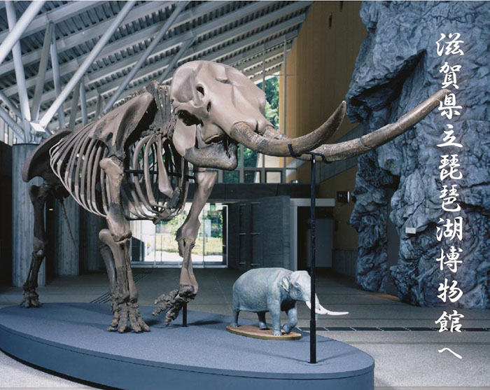 滋賀県立琵琶湖博物館へと左に書かれている展示されているゾウの骨格標本の写真