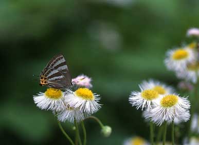 白い花の上にとまったチョウを写した写真